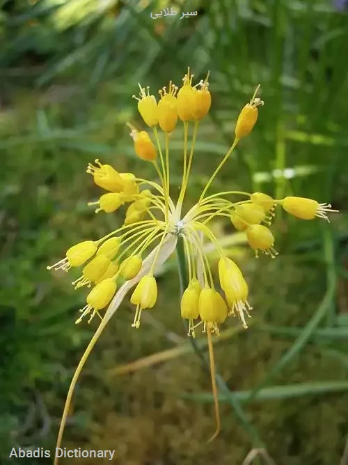 سیر طلایی